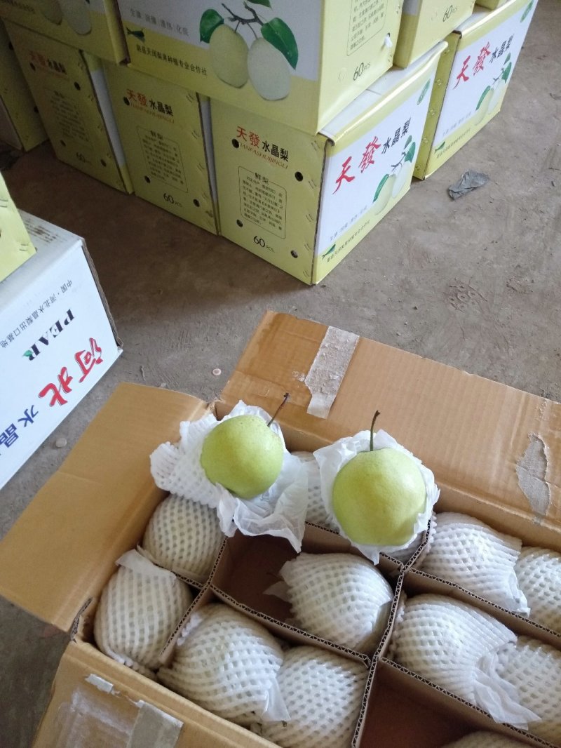 天發雪梨