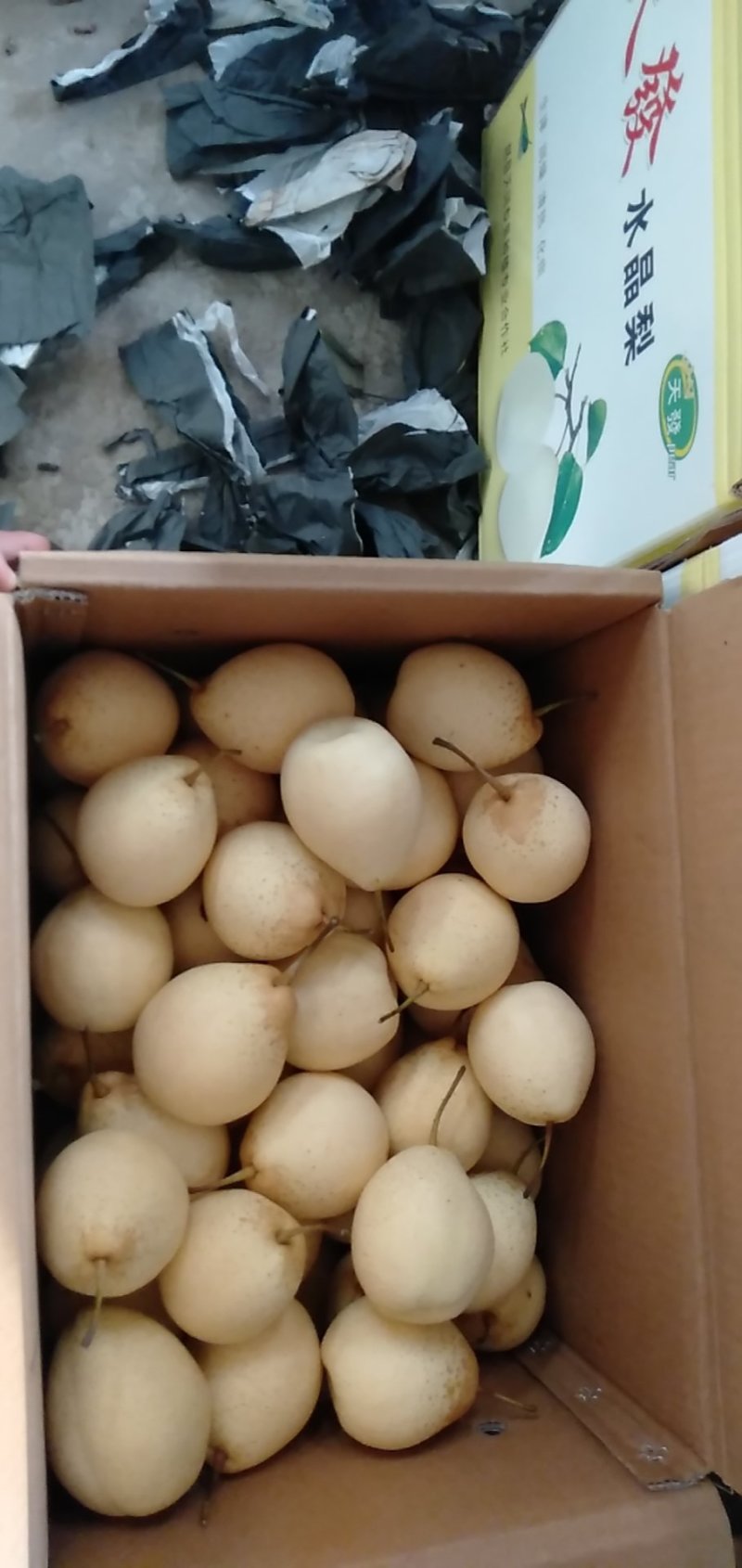天發鸭梨