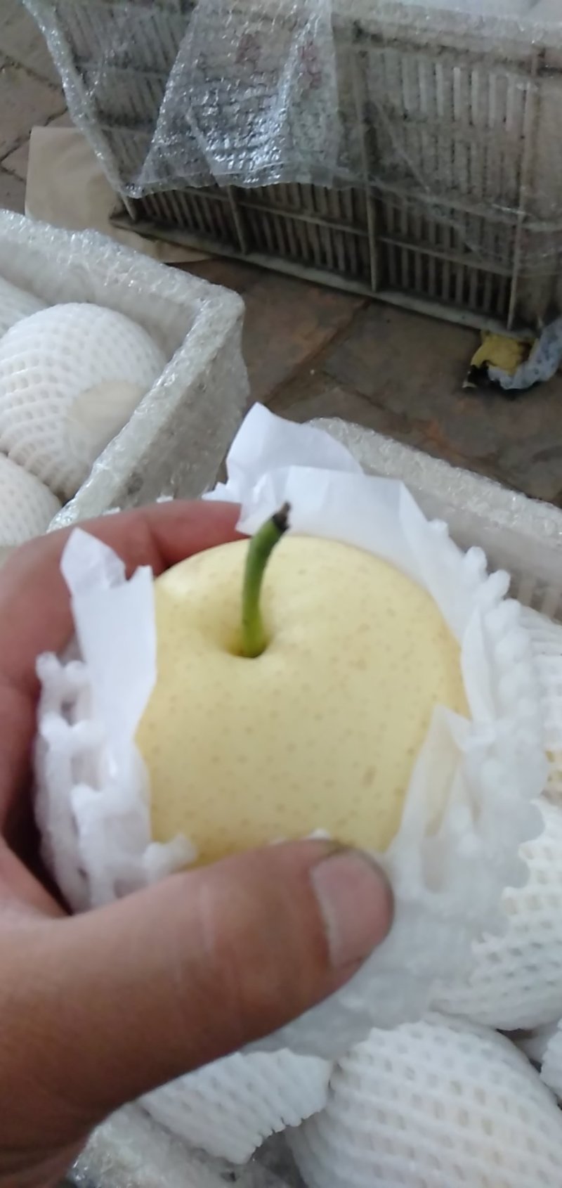 天發皇冠梨