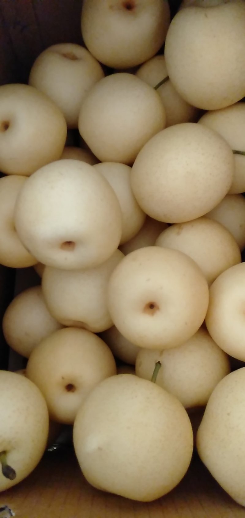 天發皇冠梨