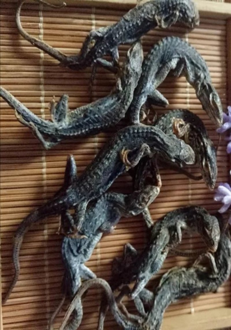 石龙子，道地药材，质优价实，品质保证，药典标准一公斤起批
