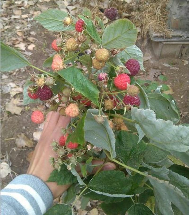 双季树莓苗，包成活包结果，当年结果，视频看货