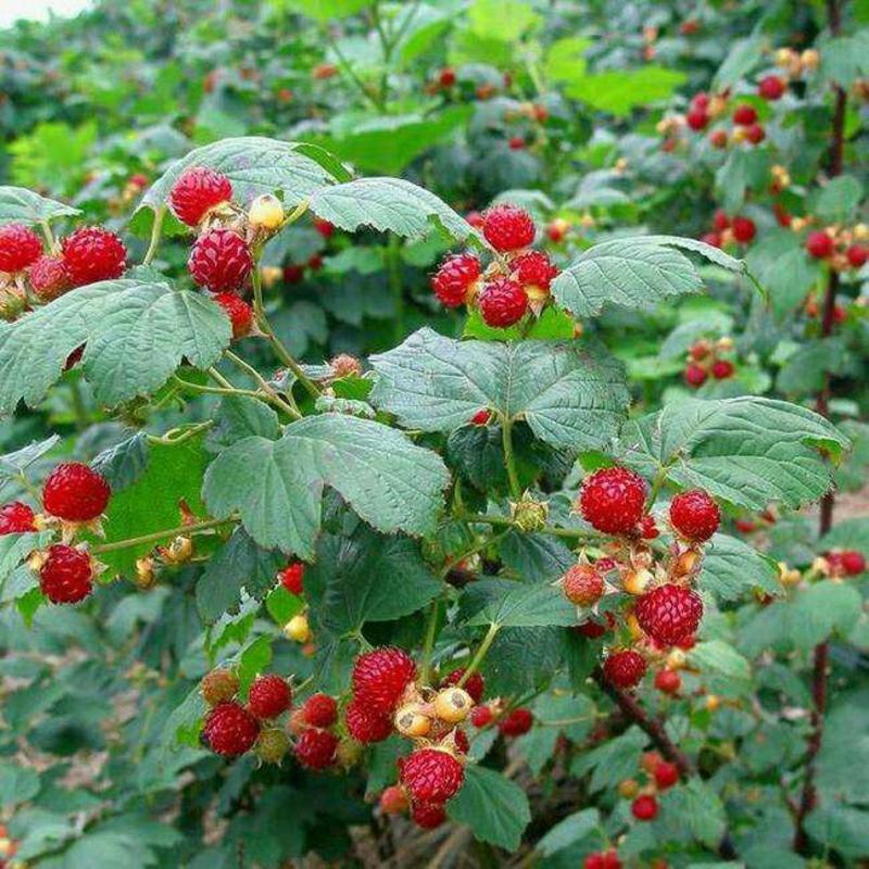 双季树莓苗，包成活包结果，当年结果，视频看货
