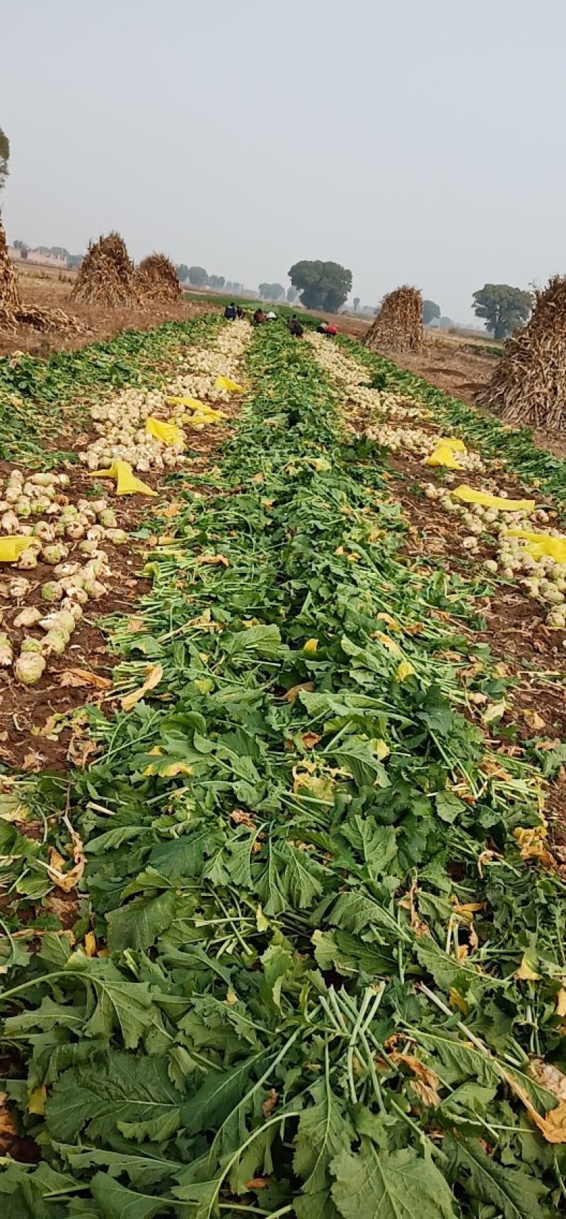 芥菜头疙瘩散装袋装带叶子超市电商市场，腌菜产等大量出货，