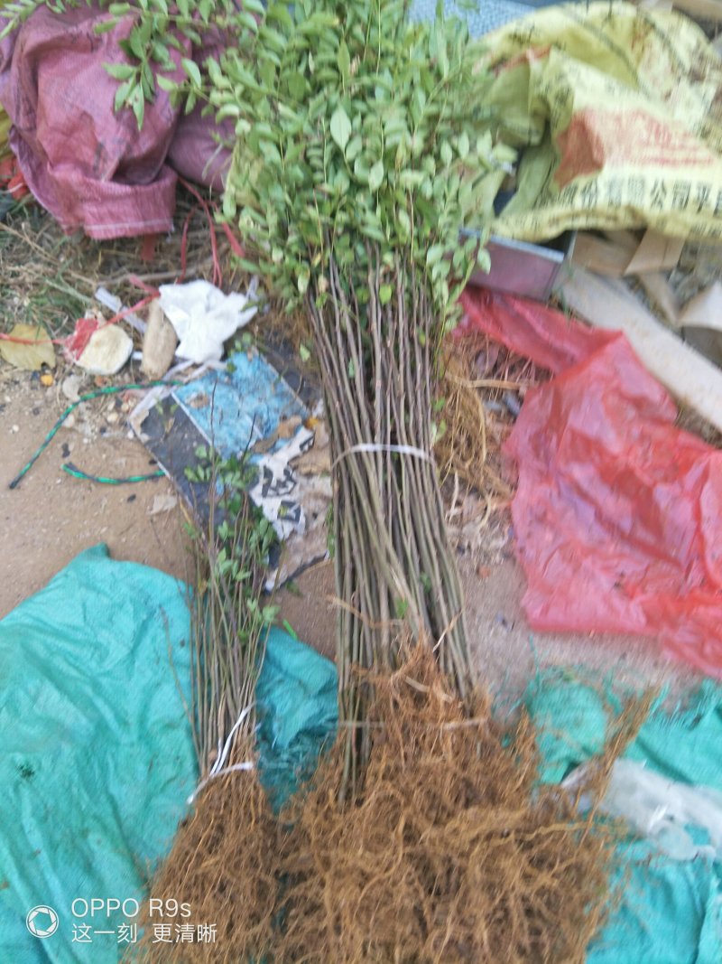 花椒苗二年苗，带泥浆发货，包邮