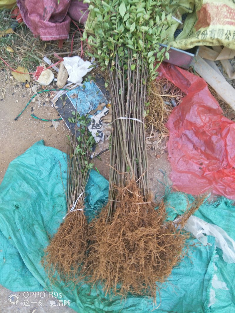 花椒苗二年苗，带泥浆发货，包邮
