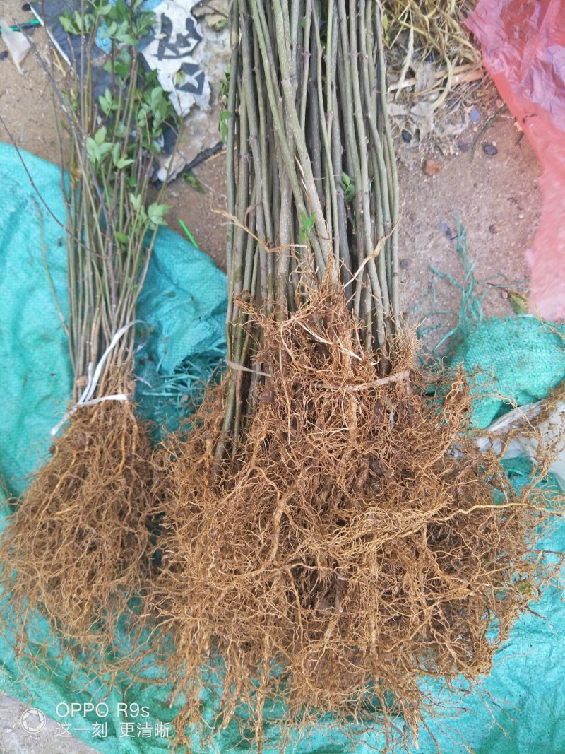 花椒苗二年苗，带泥浆发货，包邮