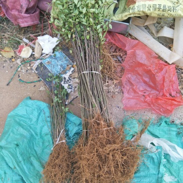 花椒苗二年苗，带泥浆发货，包邮