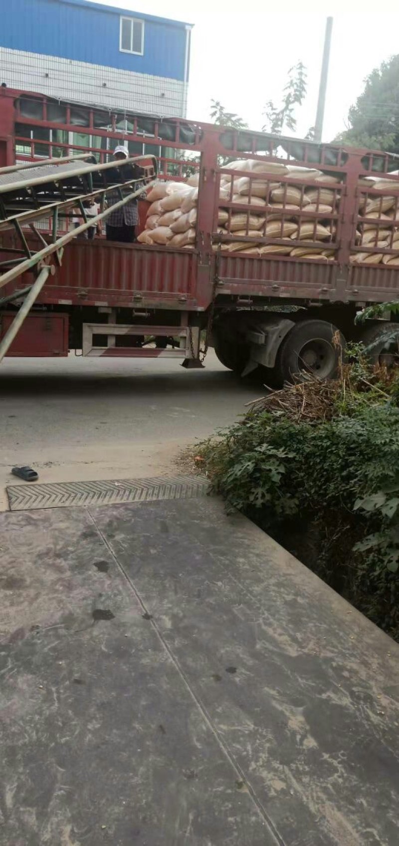 出售玉米
