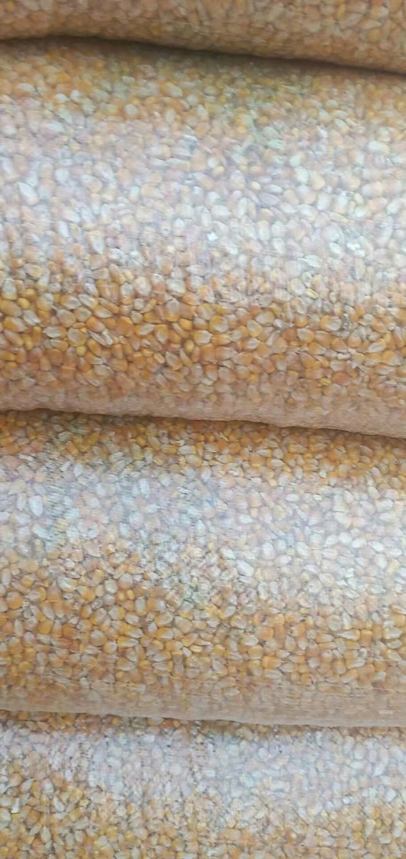 出售玉米
