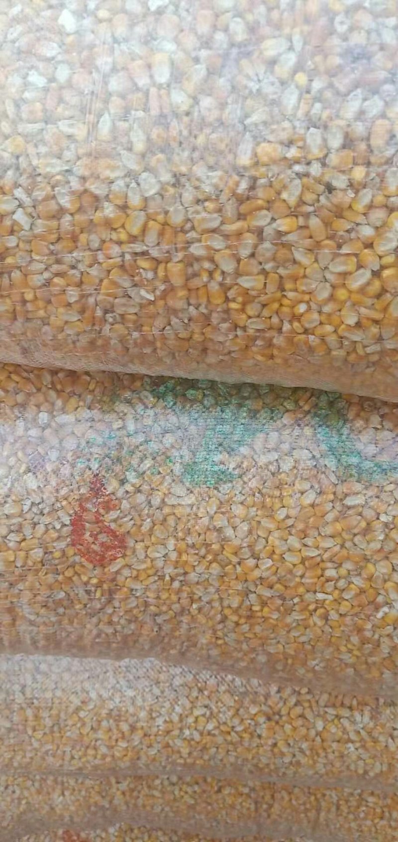 出售玉米