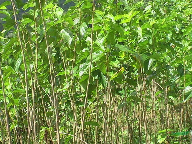 黑珍珠桑树苗优质桑葚苗品种齐全品种齐全包品种