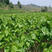 黑珍珠桑树苗优质桑葚苗品种齐全品种齐全包品种