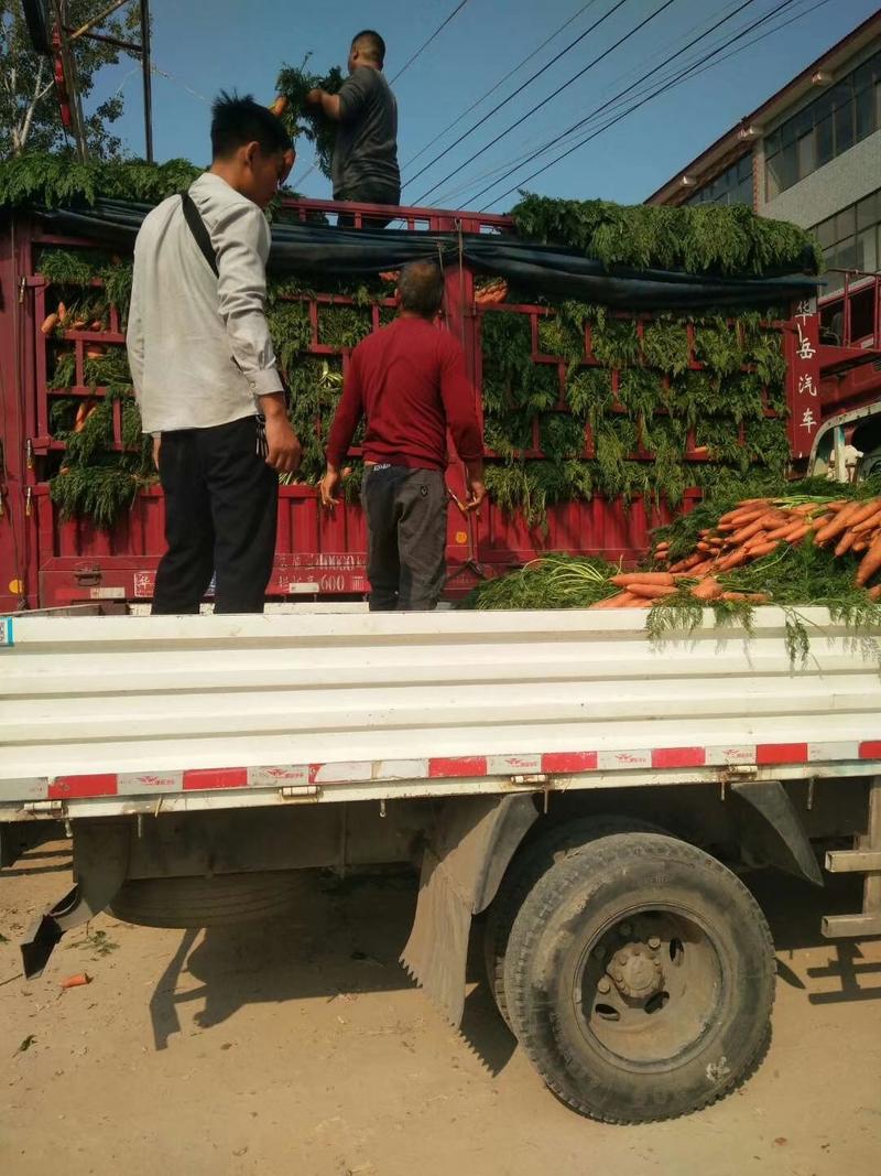 河南通许县精品三红胡萝卜红萝卜产地直发一手货源欢迎来电