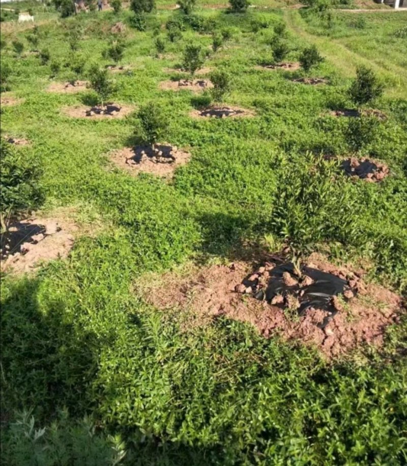 PAL抗老化防草布果园除草地布透水透气保湿可降解无污染