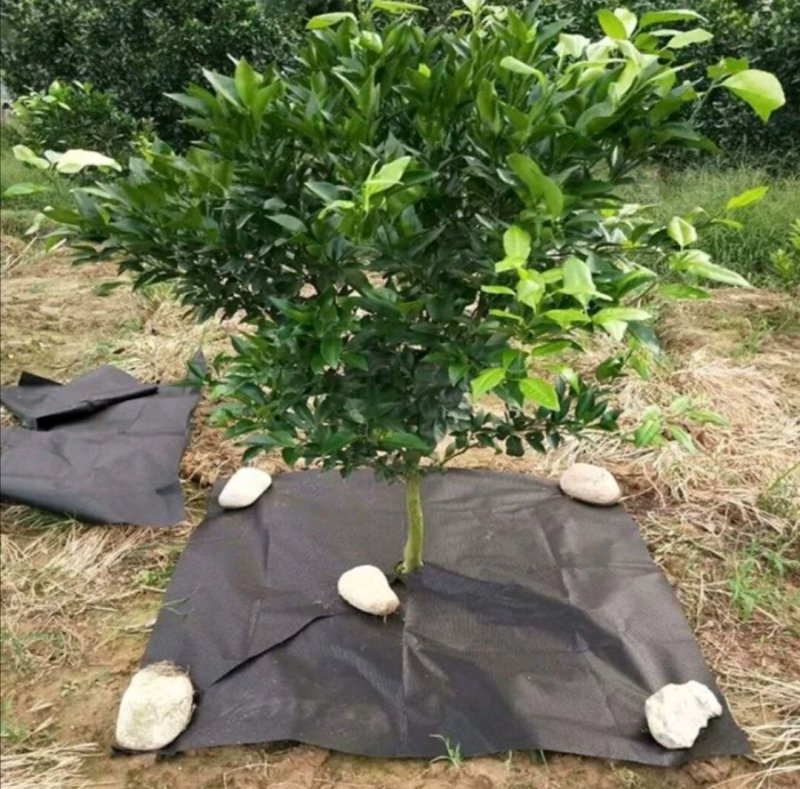 PAL抗老化防草布果园除草地布透水透气保湿可降解无污染