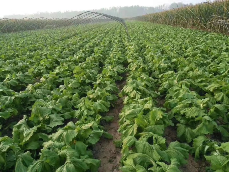 精品儿菜大量上市货源充足保质保量全国发货需要的老板联系