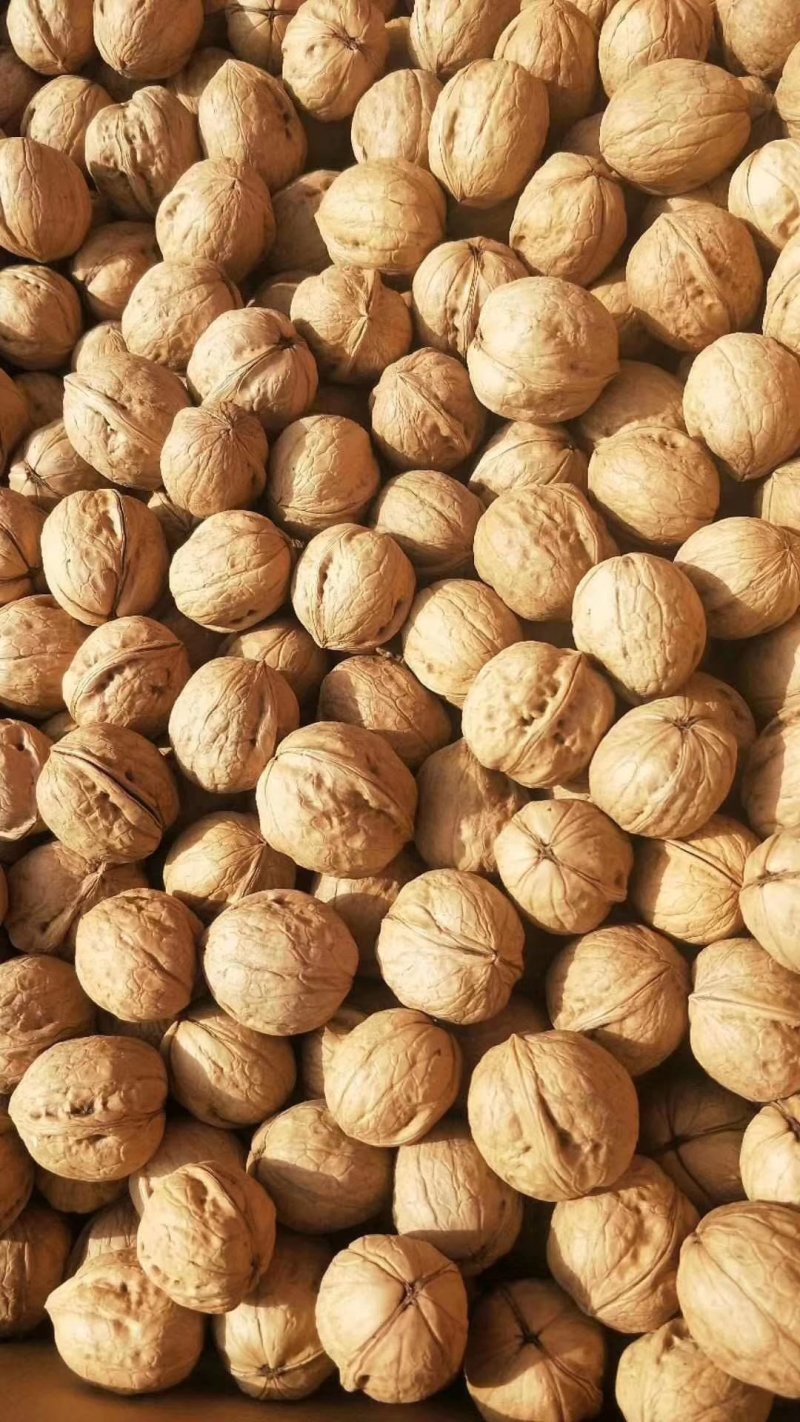 2022最新年阿克苏182薄皮核桃万吨出售，专业诚信代办