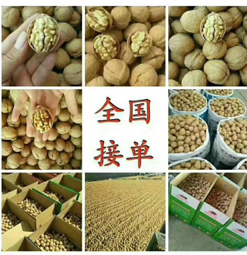 2022最新年阿克苏182薄皮核桃万吨出售，专业诚信代办