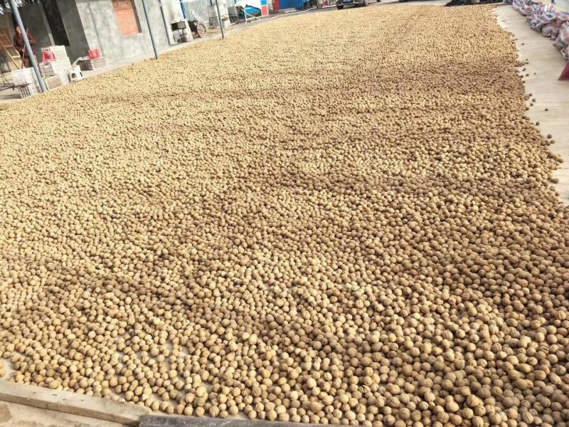 2022最新年阿克苏182薄皮核桃万吨出售，专业诚信代办