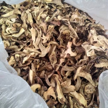 食用菌