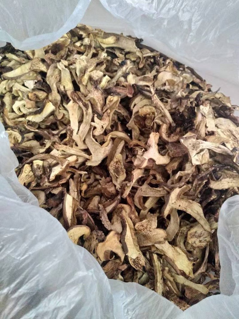 食用菌