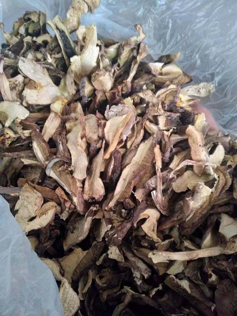 食用菌