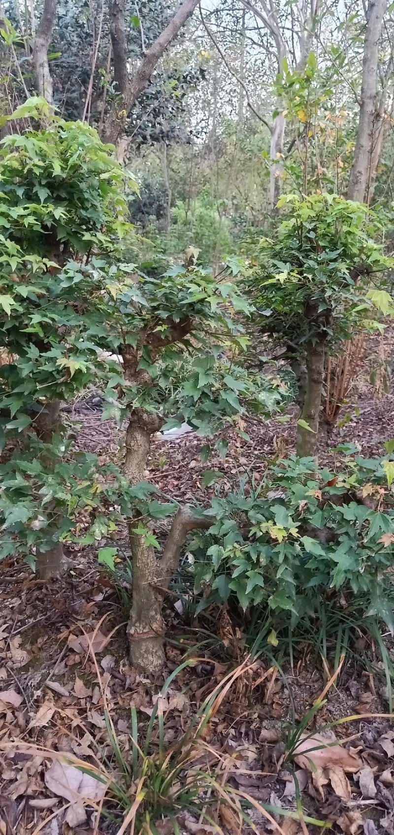 小叶三角枫盆景.雀梅盆景