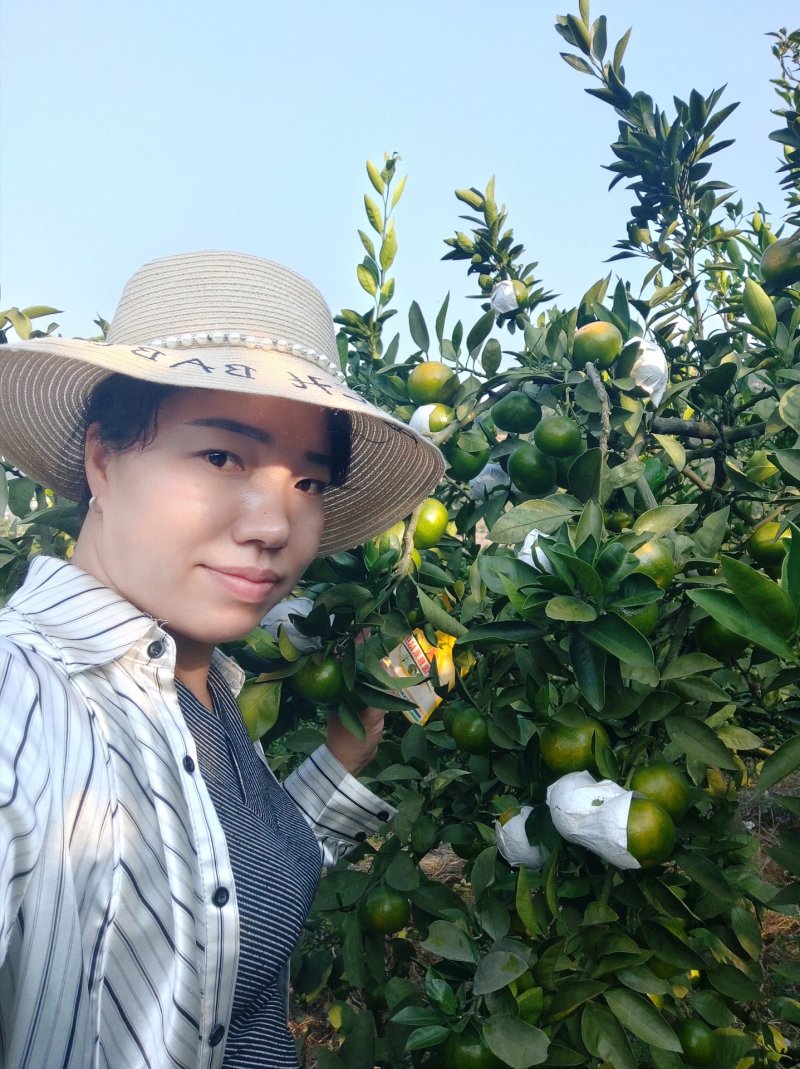蜜桔(东江湖清江蜜橘湖南郴州)产地直供