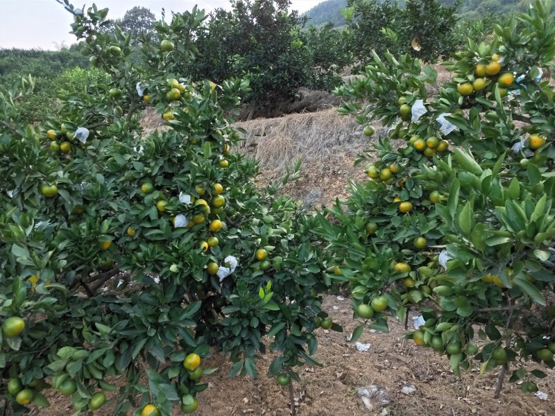 蜜桔(东江湖清江蜜橘湖南郴州)产地直供