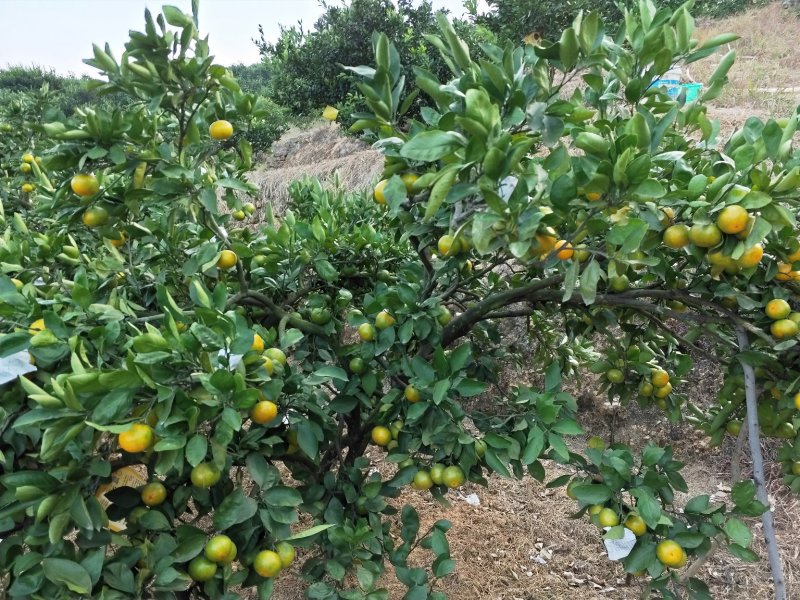 蜜桔(东江湖清江蜜橘湖南郴州)产地直供