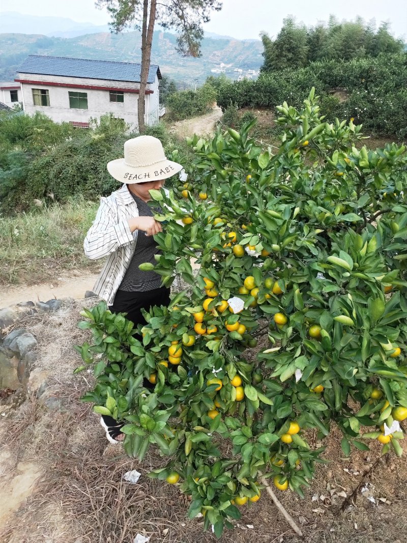 蜜桔(东江湖清江蜜橘湖南郴州)产地直供