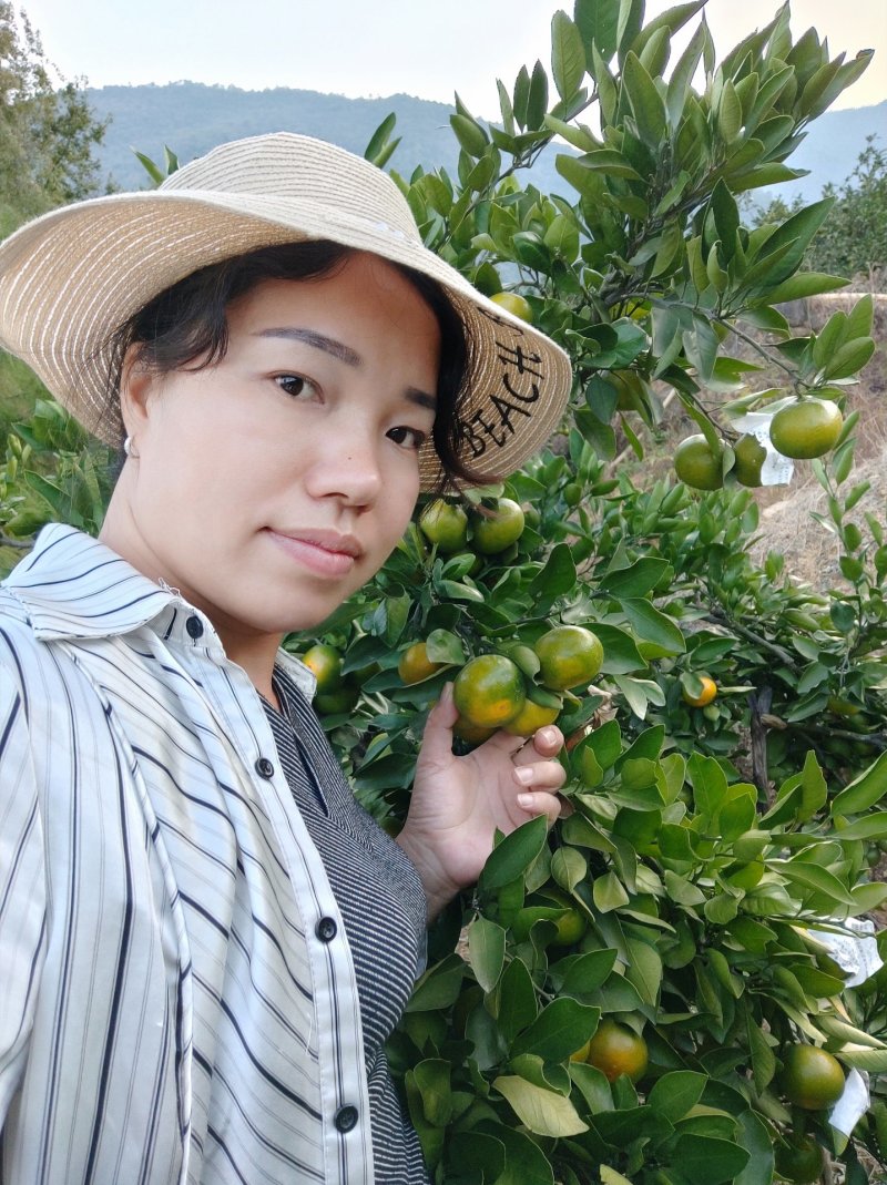 蜜桔(东江湖清江蜜橘湖南郴州)产地直供