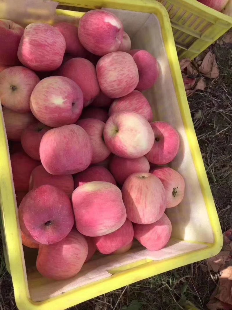 苹果🍎