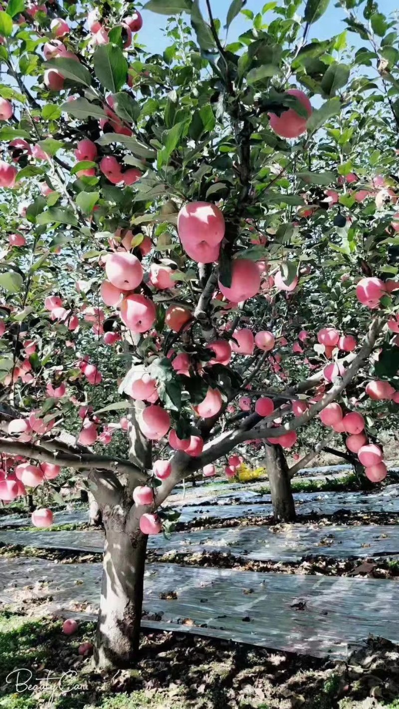 苹果🍎