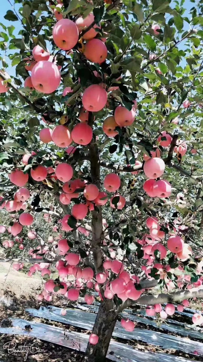 苹果🍎