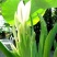 象耳芋【抗性特强，园中地栽观赏性巨型大山芋植物】