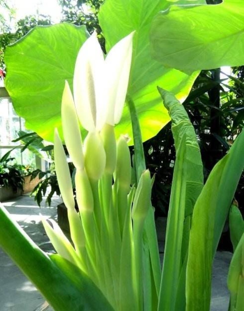 象耳芋【抗性特强，园中地栽观赏性巨型大山芋植物】