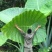 象耳芋【抗性特强，园中地栽观赏性巨型大山芋植物】