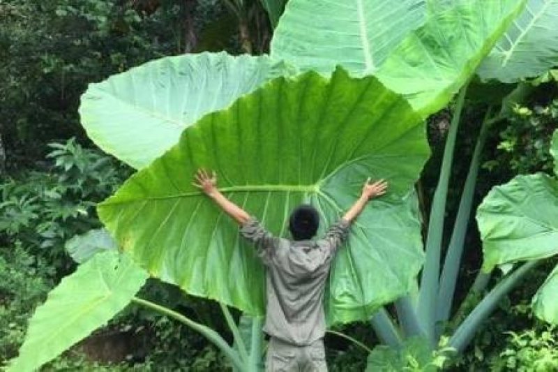 象耳芋【抗性特强，园中地栽观赏性巨型大山芋植物】