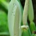 象耳芋【抗性特强，园中地栽观赏性巨型大山芋植物】