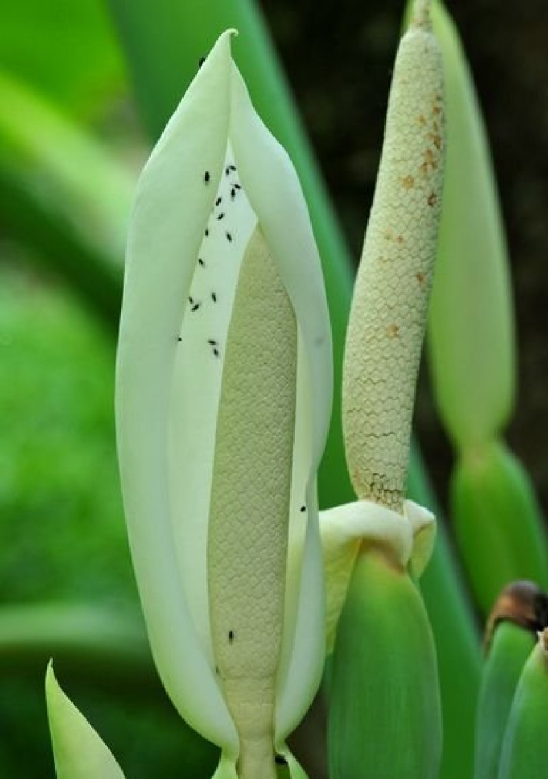 象耳芋【抗性特强，园中地栽观赏性巨型大山芋植物】