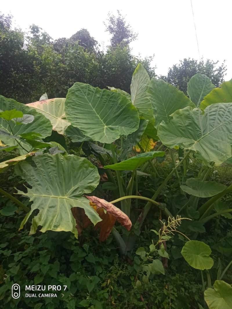 象耳芋【抗性特强，园中地栽观赏性巨型大山芋植物】