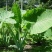 象耳芋【抗性特强，园中地栽观赏性巨型大山芋植物】