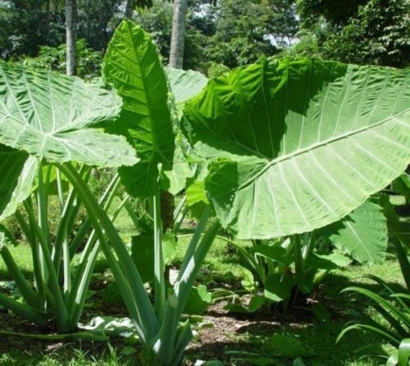象耳芋【抗性特强，园中地栽观赏性巨型大山芋植物】