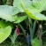 象耳芋【抗性特强，园中地栽观赏性巨型大山芋植物】