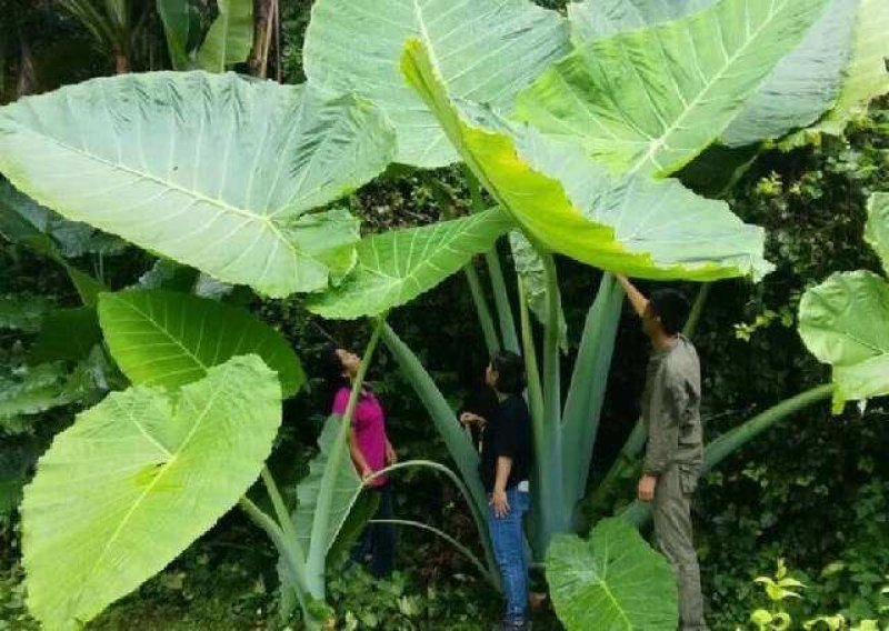 象耳芋【抗性特强，园中地栽观赏性巨型大山芋植物】