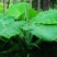 象耳芋【抗性特强，园中地栽观赏性巨型大山芋植物】