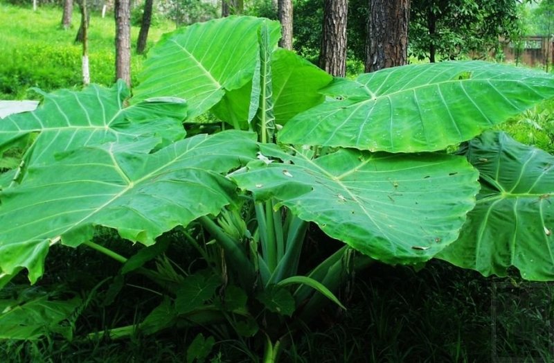 象耳芋【抗性特强，园中地栽观赏性巨型大山芋植物】