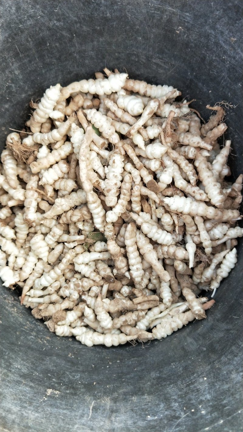 螺丝菜
